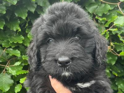 Stunning Bernadoodle puppies in Tipperary