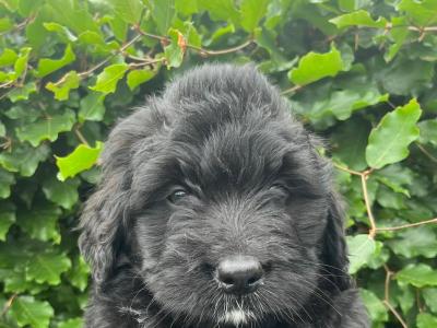 Bernadoodle puppies