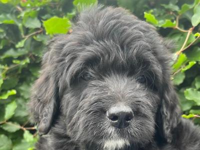 Bernadoodle puppies