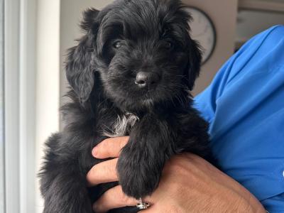 Bernadoodle puppies