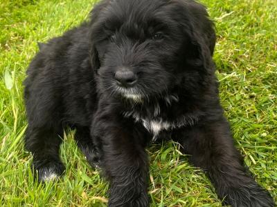 Bernadoodle puppies