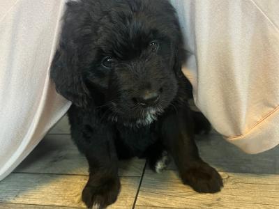 Bernadoodle puppies