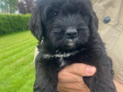 Bernadoodle puppies
