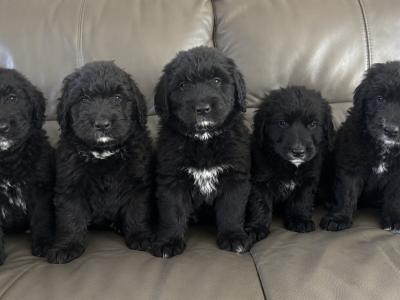 Bernadoodle puppies