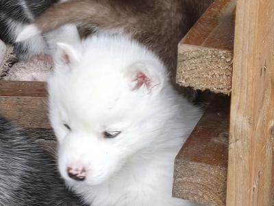 Husky X puppies in Mayo