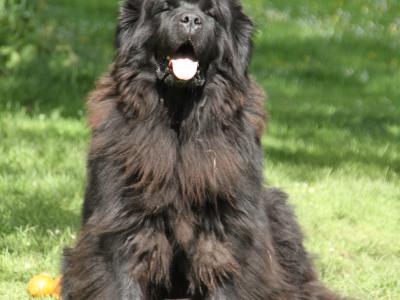 Stunning Pedigree Newfoundland puppies - Superior Quality in Galway