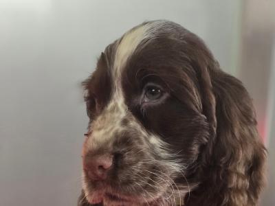 Cocker Spaniel puppies in Armagh