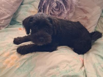 Miniature Schnauzer puppies for sale in Tipperary