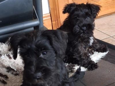 Miniature Schnauzer puppies for sale in Tipperary