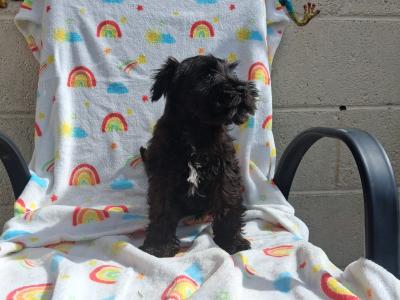 Miniature Schnauzer puppies for sale in Tipperary