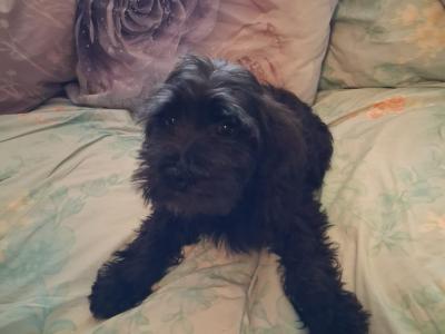 Miniature Schnauzer puppies for sale in Tipperary