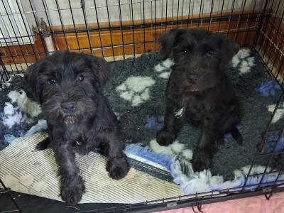 Miniature Schnauzer puppies for sale in Tipperary