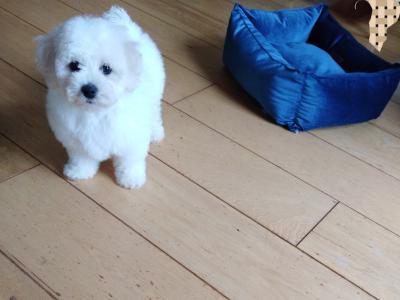 Beautiful Maltese x Bichon Frise puppies (Maltichon) in Meath