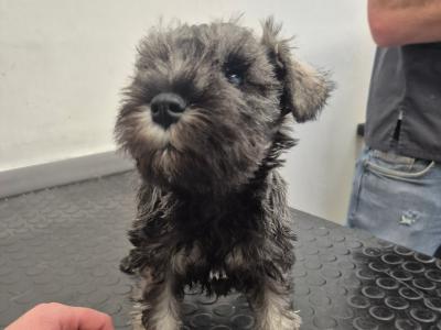 Miniature Schnauzer Puppies (parents Health Tested & Clear)