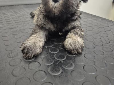 Miniature Schnauzer Puppies (parents Health Tested & Clear)
