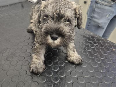 Miniature Schnauzer Puppies (parents Health Tested & Clear)