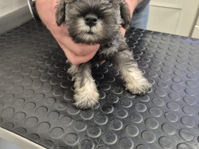 Miniature Schnauzer Puppies (parents Health Tested & Clear)