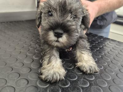 Miniature Schnauzer Puppies (parents Health Tested & Clear)