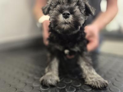 Miniature Schnauzer Puppies (parents Health Tested & Clear)