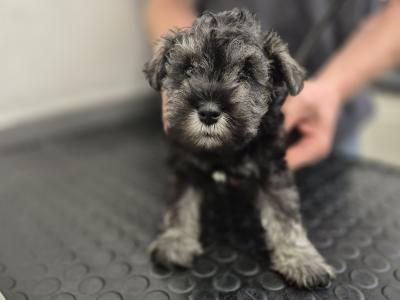 Miniature Schnauzer Puppies (parents Health Tested & Clear)
