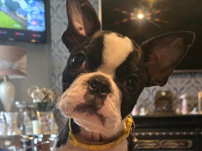 Male Boston Terrier in Galway