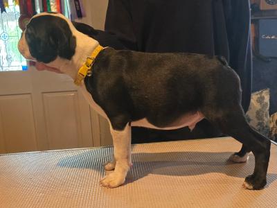 Male Boston Terrier in Galway