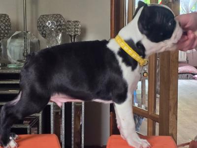 Male Boston Terrier in Galway