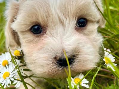 Veterinary health checked miniature Doodle puppies