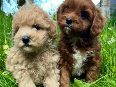 Veterinary health checked miniature Doodle puppies