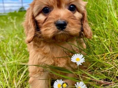 Veterinary health checked miniature Doodle puppies