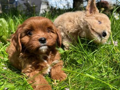 Veterinary health checked miniature Doodle puppies