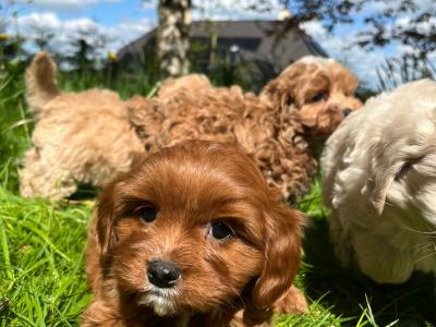 Veterinary health checked miniature Doodle puppies