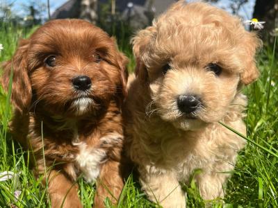 Veterinary health checked miniature Doodle puppies