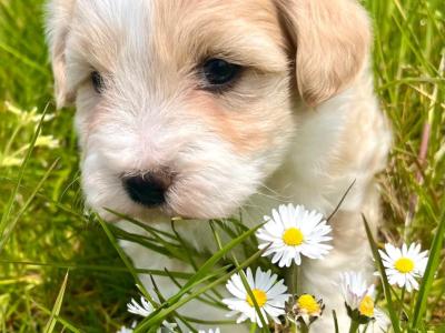 Veterinary health checked miniature Doodle puppies