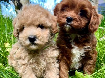 Veterinary health checked miniature Doodle puppies
