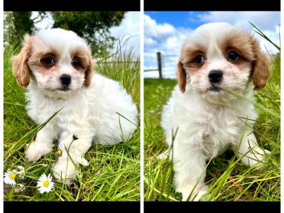 Veterinary health checked miniature Doodle puppies