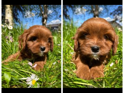 Veterinary health checked miniature Doodle puppies
