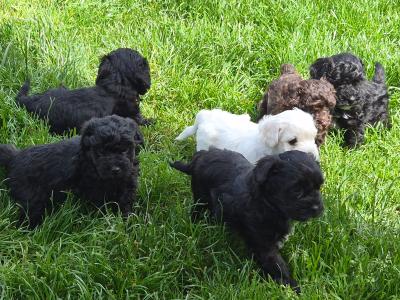 Poochon puppies in Kerry - Unique colours
