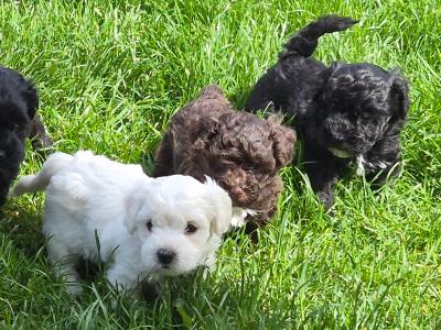 Poochon puppies in Kerry - Unique colours