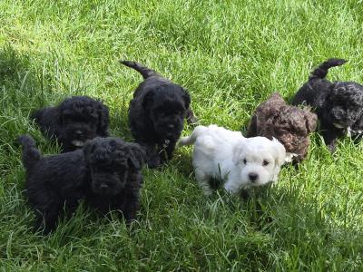 Poochon puppies in Kerry