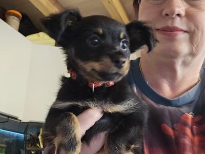 IKC Registered female Russian Toy Terrier puppies in Clare