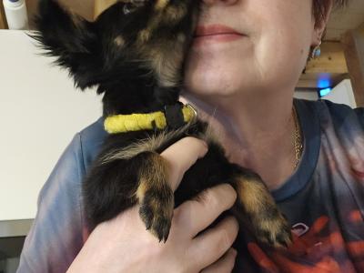 IKC Registered female Russian Toy Terrier puppies in Clare