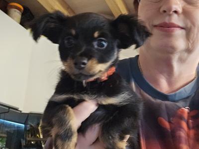 IKC Registered female Russian Toy Terrier puppies in Clare