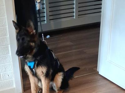 German Shepherd female