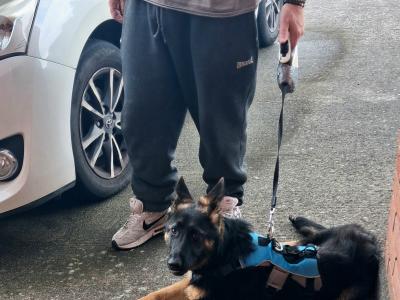 German Shepherd female