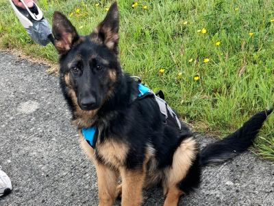German Shepherd female