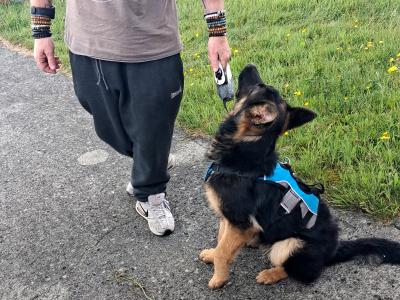 German Shepherd female