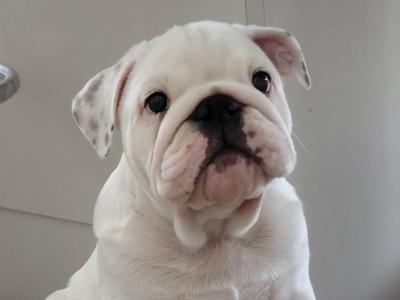 English Bulldogs in Tyrone
