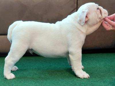 English Bulldogs in Tyrone