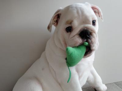 English Bulldogs in Tyrone